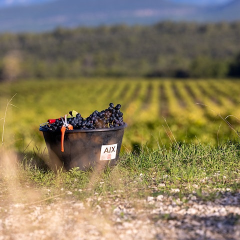 AIX Rosé Harvest 2021 Winery Maison Saint Aix Provence 6